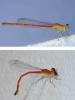 Agriocnemis sp.